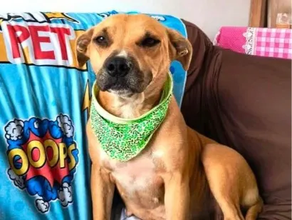 Cao Pit-Bull Medio 2-anos