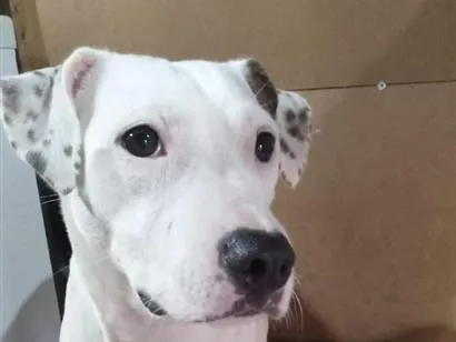 Cao Pit-Bull Medio 2-anos