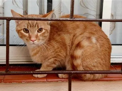 Gato SRD-ViraLata Pequeno 2-anos