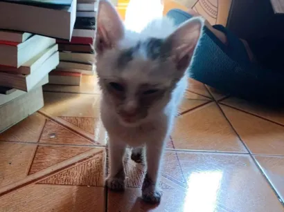 Gato SRD-ViraLata Pequeno Abaixo-de-2-meses