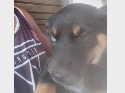 Cao SRD-ViraLata Pequeno 2-a-6-meses