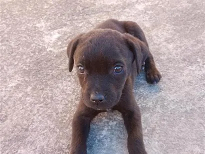 Cao Labrador Medio 2-a-6-meses