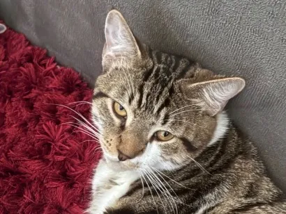 Gato SRD-ViraLata Grande 7-a-11-meses