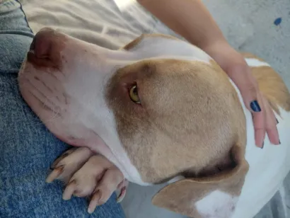 Cao Pit-Bull Medio 1-ano