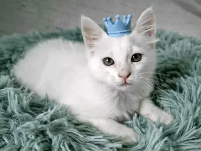 Gato SRD-ViraLata Pequeno 2-a-6-meses