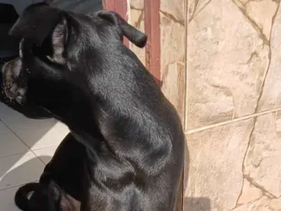 Cao Labrador Medio 3-anos