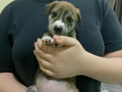 Cao SRD-ViraLata Pequeno Abaixo-de-2-meses