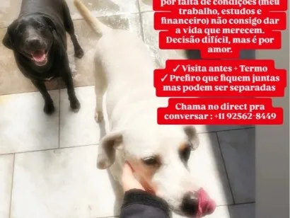 Cao SRD-ViraLata Medio 1-ano