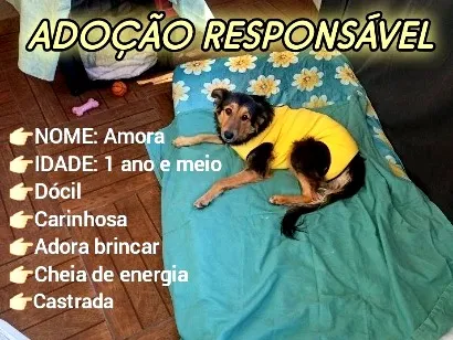 Cao SRD-ViraLata Medio 1-ano