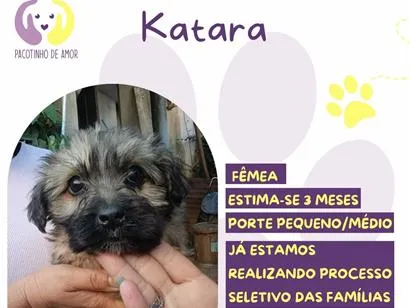 Cao SRD-ViraLata Pequeno 2-a-6-meses