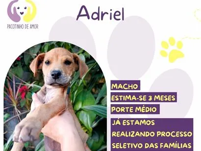 Cao SRD-ViraLata Medio 2-a-6-meses