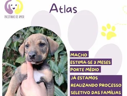 Cao SRD-ViraLata Medio 2-a-6-meses
