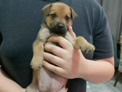 Cao SRD-ViraLata Pequeno Abaixo-de-2-meses