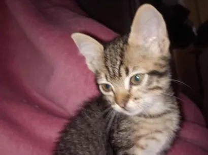 Gato SRD-ViraLata Pequeno 2-a-6-meses