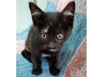 Gato SRD-ViraLata Pequeno 2-a-6-meses