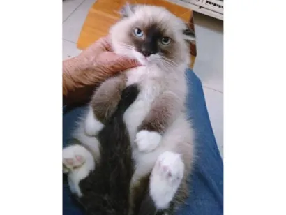 Gato SRD-ViraLata Pequeno 2-a-6-meses