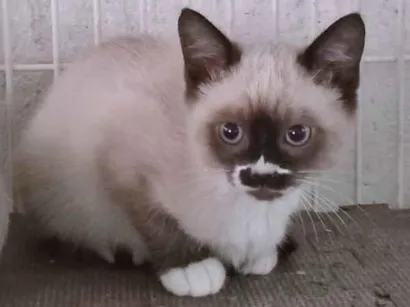 Gato SRD-ViraLata Pequeno 2-a-6-meses