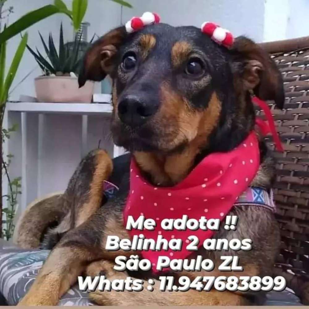 Abrigo_viralatafeliz em SP - São Paulo é uma feira de adoção de cachorros e gatos | foto 2