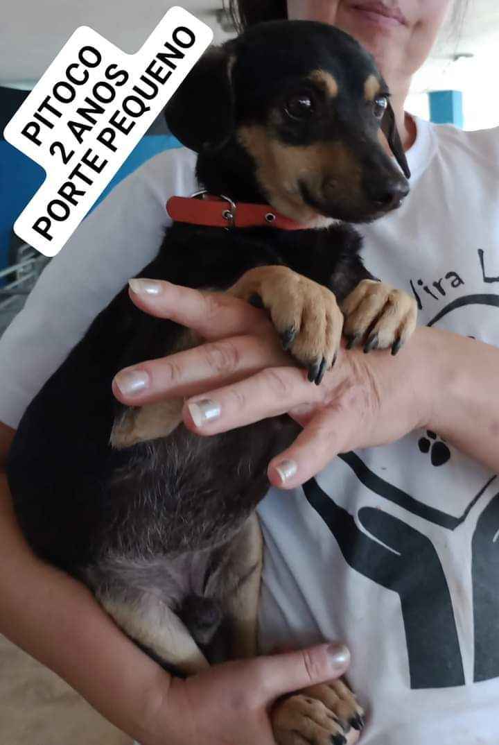 Adoção de animais abc e resgates em SP - Santo André é uma feira de adoção de cachorros e gatos | foto 15