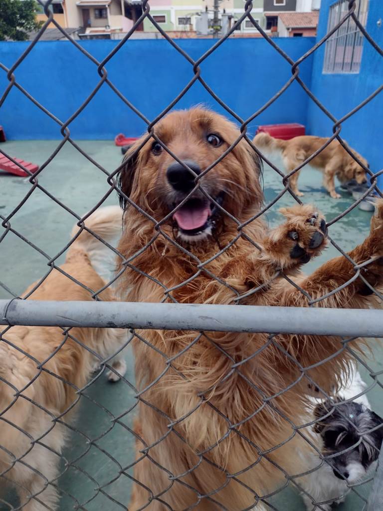 Projeto Pegadas Abandonadas  em SP - São Paulo é uma feira de adoção de cachorros e gatos | foto 4