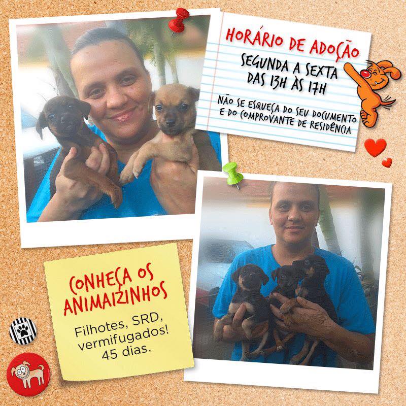 Feira e evento de adoção de cachorros e gatos em Campo Grande - Mato Grosso do Sul