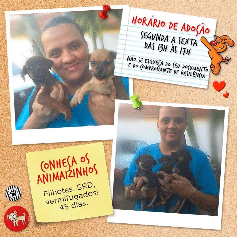 Feira de Adoção Animal em Campo Grande: Encontre seu Novo Amigo!