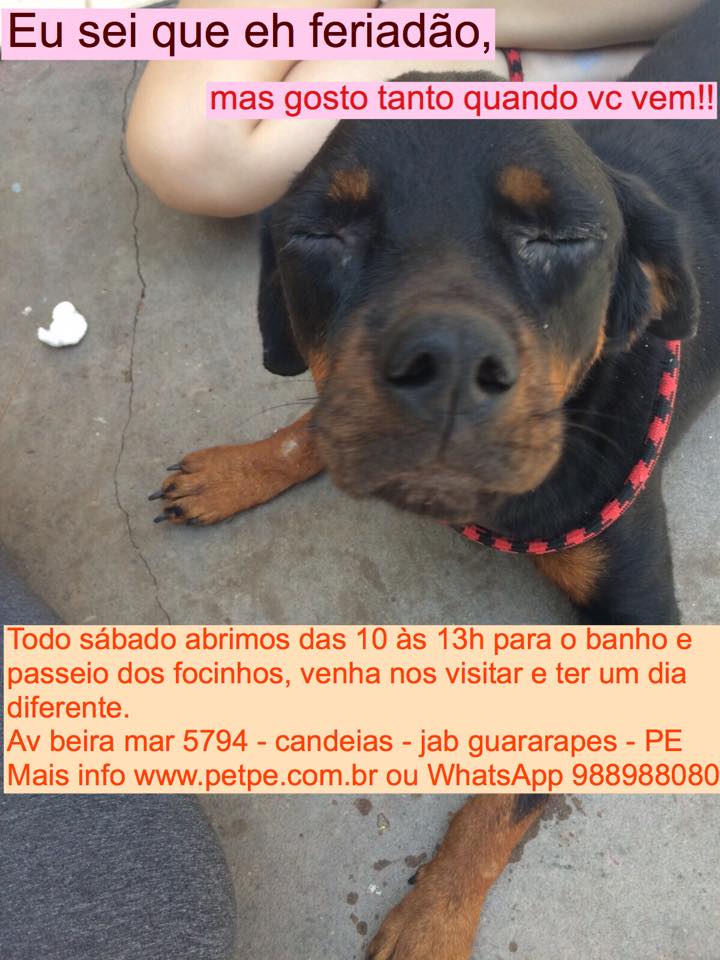 Feira e evento de adoção de cachorros e gatos em Jaboatão dos Guararapes - Pernambuco