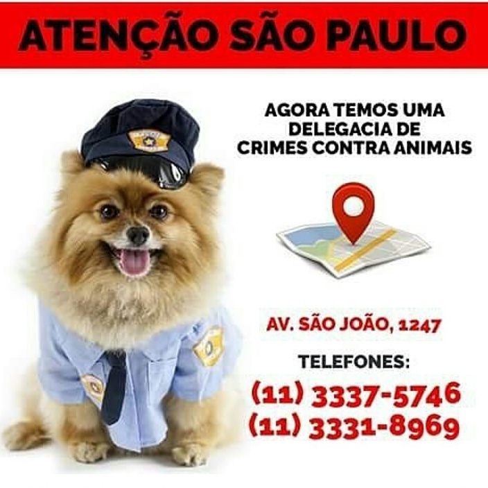 Feira e evento de adoção de cachorros e gatos - Feira de Adoção de Animais em São Paulo - Encontre seu Novo Amigo! em São Paulo - São Paulo