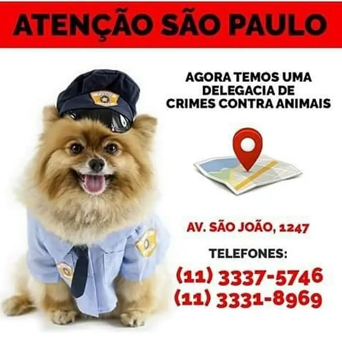 Feira de Adoção de Animais em São Paulo - Encontre seu Novo Amigo!