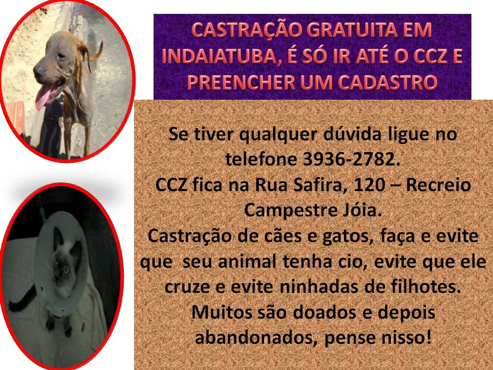 Feira e evento de adoção de cachorros e gatos - Evento de Adoção e Cuidado Animal em Indaiatuba - Encontre seu Novo Amigo! em São Paulo - Indaiatuba