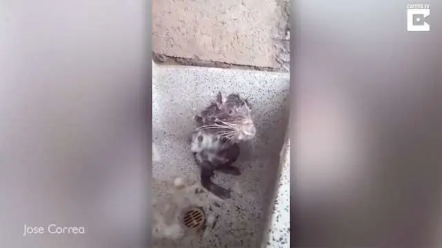 O rato fofinho que toma banho igual humanos não é um rato e está sofrendo.