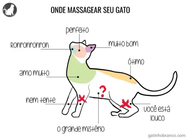 Ronronron: como massagear seu gato.