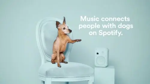 Spotify cria projeto para ajudar animais de abrigo a serem adotados.
