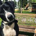 Conheça Emílio, o cachorro que tem 30 tutores em Curitiba (PR)