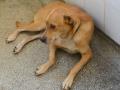 Cão é resgatado após denúncia de abuso sexual e maus-tratos no Acre.