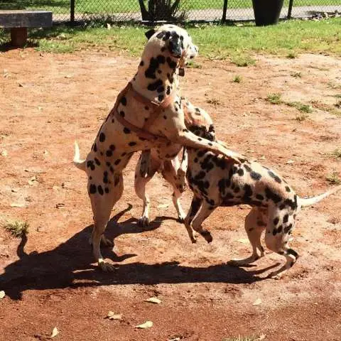 Como dar banho em cachorro bravo com segurança