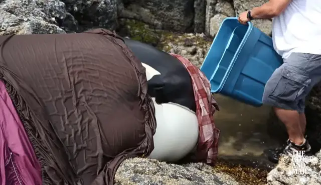 Baleia assasina fica presa e chora durante horas. Agora veja o seu incrível resgate.