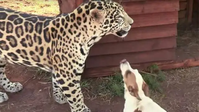 Jaguar agressivo “ataca” cachorro – mas, o que acontece depois deixa todos em estado de choque.