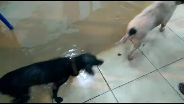Cães são arrastados pela água após forte chuva no RJ