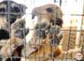 Prefeitura anuncia 'UPA-PET' e retoma castração de animais no CCZ