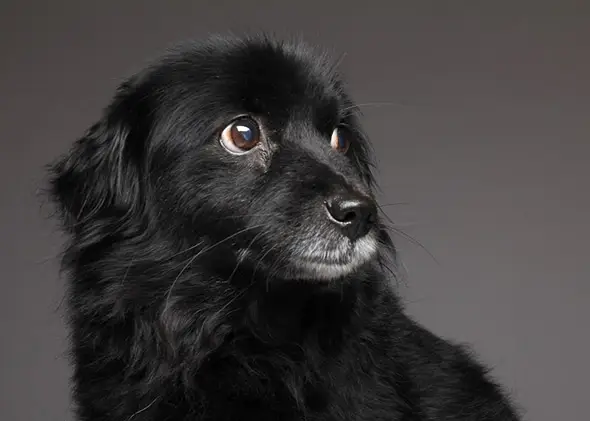 Síndrome do cão preto: por que as pessoas discriminam animais escuros?
