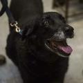 Família reencontra cadela dada como morta após 10 anos desaparecida