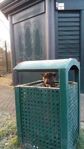 Cachorro encontrado tremendo dentro de lata de lixo é resgatado.