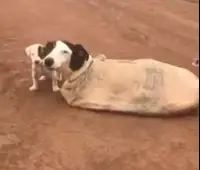 Vídeo mostrando resgate de cadela e filhotes amarrados dentro de saco em MG viraliza na internet.