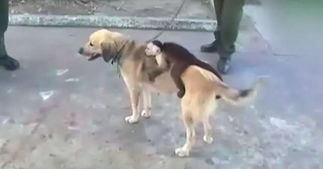 cão adota o macaco capuchinho depois que ela perde seus cachorros.