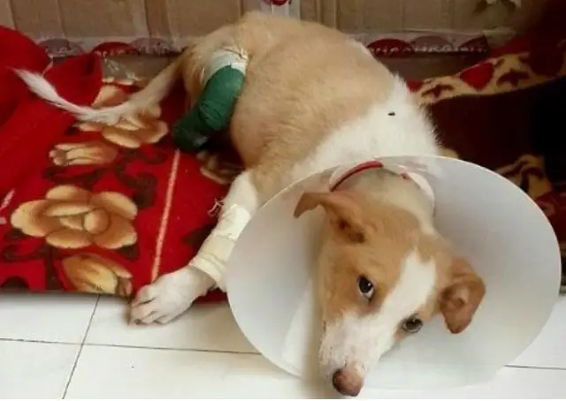 Pessoa doentia amputa as pernas traseiras de cão, na tentativa de se tornar veterinária.