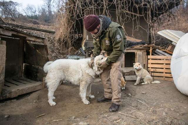 Fotos mostram a felicidade de cães resgatados de fazenda de carne na Coreia do Sul.