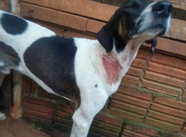 Polícia Ambiental resgata cães e pássaros com sinais de maus-tratos em Itararé.