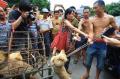 Chineses criam polêmica comendo 10 mil cachorros em festival de verão.