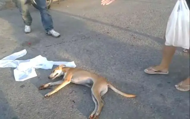 Crueldade: Homem é flagrado usando moto para arrastar cachorro em Itabaiana
